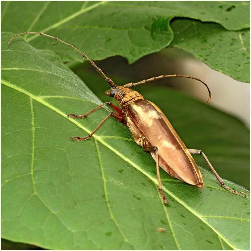 Neocerambyx sp.