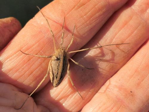 Odiellus troguloides