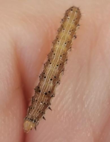 Helicoverpa armigera
