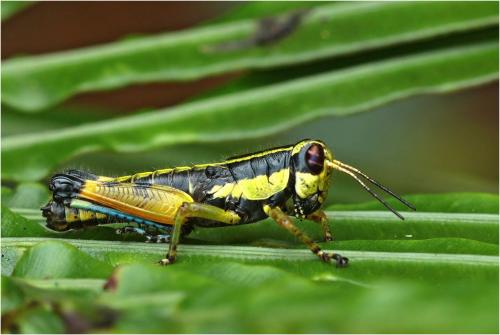 Tonkinacris decoratus