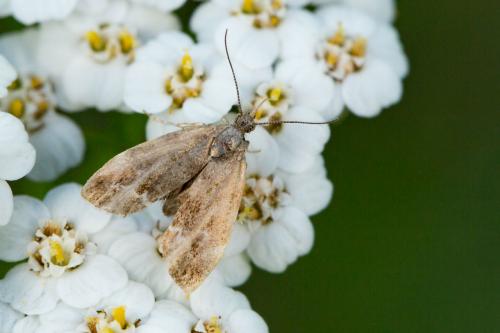 Anthophila fabriciana
