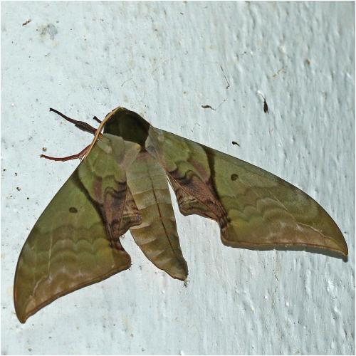 Callambulyx rubricosa