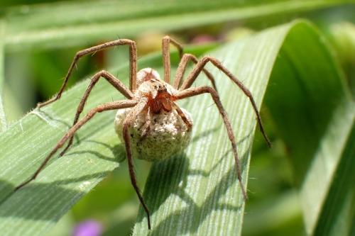 Réf. 270 174 : Pisaura mirabilis