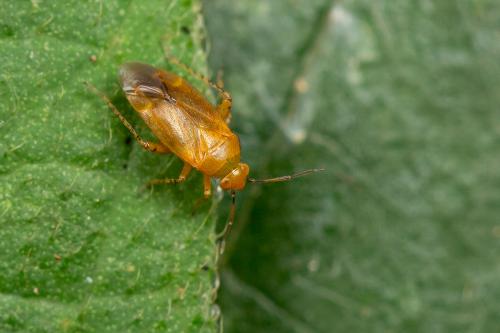 Campylomma ochraceum