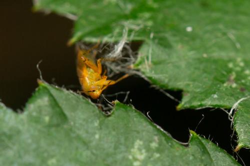 Campylomma ochraceum