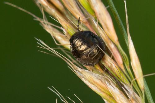 Réf. 270 652 : Eurygaster testudinaria