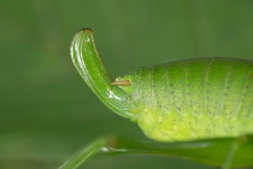 Barbitistes sp.