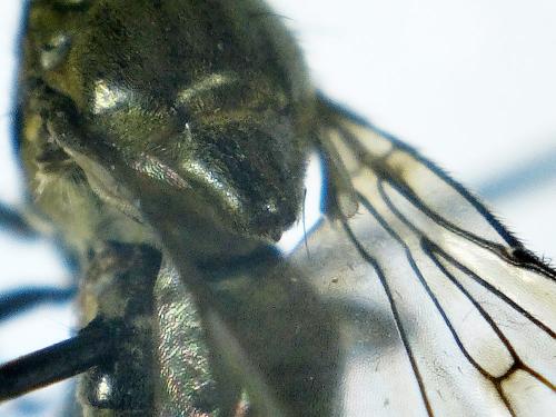 Réf. 270 210 : Parydra coarctata
