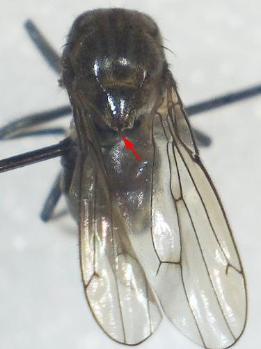 Parydra coarctata