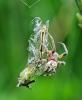 270414 – Photo : Oryctes – France (59)
