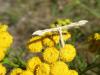 270953 – Photo : Andre Astric – France (68)