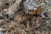 270404 – Photo : Henk Wallays – France (30)