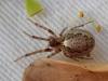 270803 – Photo : Arthropa - Benoit Martha – France (71)