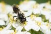 270070 – Photo : Jessica Joachim – France (09)