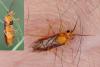 270613 – Photo : Michel Mathieu – France (35)
