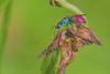 270550 – Photo : Bernard Nogues – France (91)
