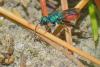 270428 – Photo : Bernard Nogues – France (91)