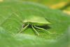 270526 – Photo : Gerard VIGO – France (85)