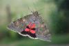 270583 – Photo : Gerard VIGO – France (85)