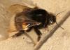 Bombus sp.