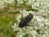 270851 – Photo : Denis Bucaille – France (60)