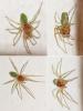 Nigma walckenaeri