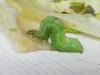 270813 – Photo : Denis Bucaille – France (60)