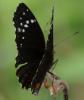270542 – Photo : Alain Gérard – Costa Rica