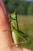 270557 – Photo : Catherine Reymonet-Smitten – France (19)