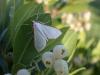 270893 – Photo : Dominique THAUVIN – France (45)