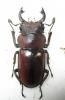 270754 – Photo : BAUER – Gabon