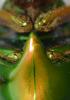 270151 – Photo : Christian Berquer – Malaisie