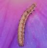 270614 – Photo : Prunhel – France (40)