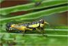 270515 – Photo : Benoit Guillon – Vietnam