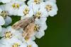 270620 – Photo : Jessica Joachim – France (09)