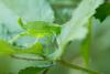270603 – Photo : Jessica Joachim – France (09)