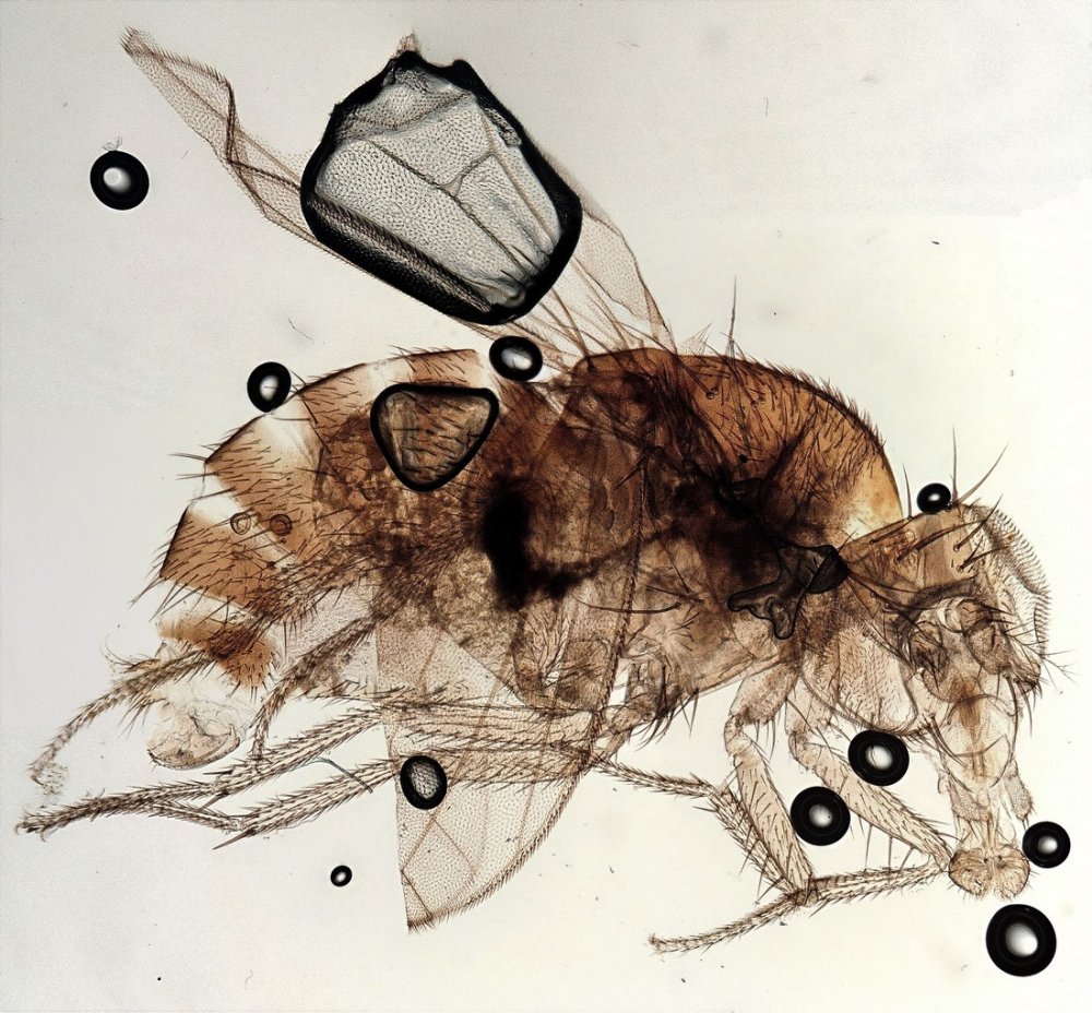 Jean-Jacques PORTENEUVE - Drosophila sp. - réf. 270388 (1000 x 928 pixels, 212 ko)