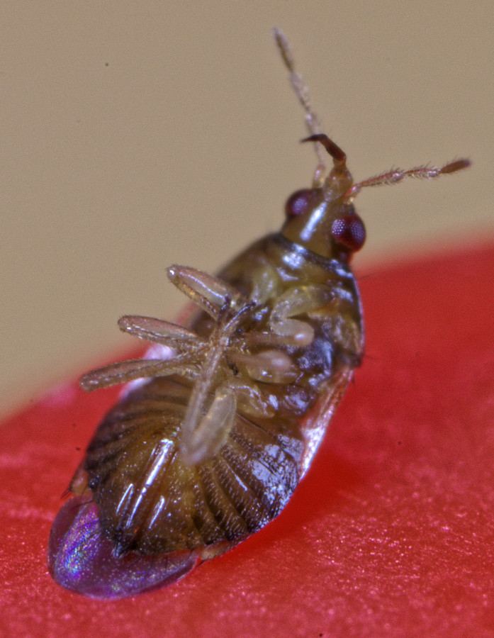 Paul Vignac - Orius sp. - réf. 270535 (697 x 900 pixels, 193 ko)