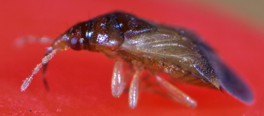 Paul Vignac - Orius sp. - réf. 270536 (900 x 395 pixels, 110 ko)