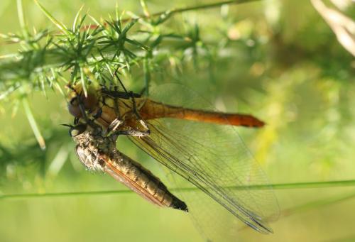 Asilinae