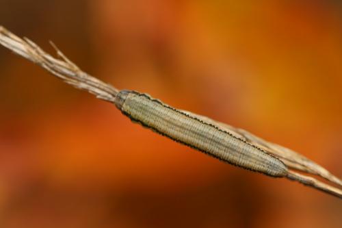 Tenthredopsis sp.