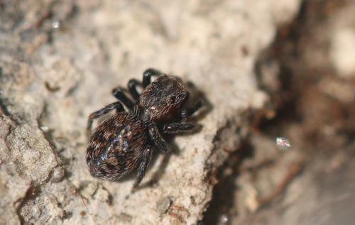 Réf. 271 027 : Euophrys sp.
