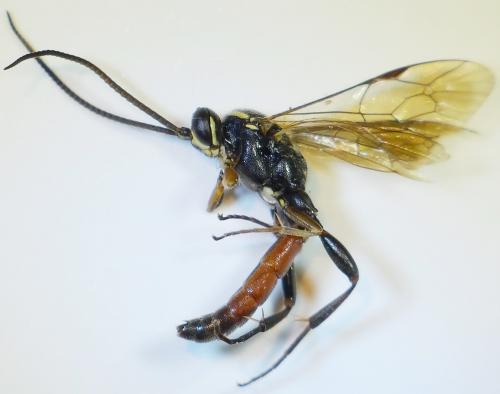 Réf. 271 751 : Ichneumonini inconnu