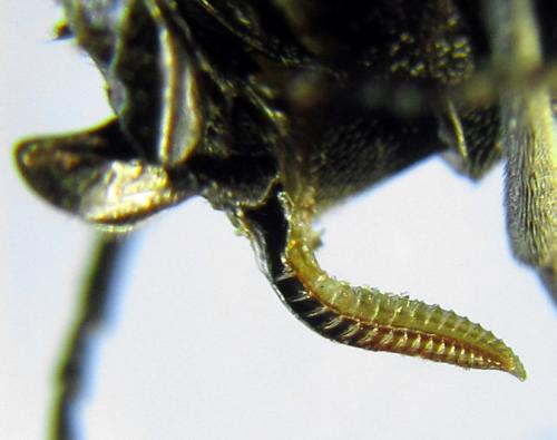 Empria sexpunctata