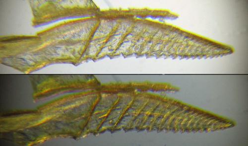 Réf. 271 639 : Pristiphora insularis