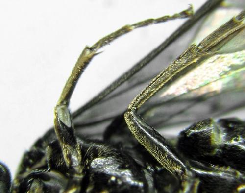 Empria sexpunctata