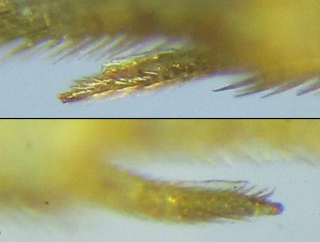 Réf. 271 640 : Pristiphora insularis