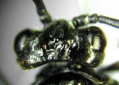 Empria sexpunctata