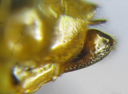 Réf. 271 641 : Pristiphora insularis