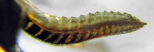Empria sexpunctata